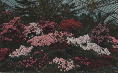 Blumen Gewächshaus Blumen Gewächshaus