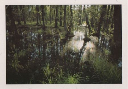 Vorpommern - Boddenlandschaft - ca. 1995 Vorpommern - Boddenlandschaft - ca. 1995