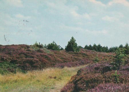 Dänemark - Dänische Heidelandschaft - 1980 Dänemark - Dänische Heidelandschaft - 1980