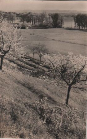 Frohe Pfingsten - 1964 Frohe Pfingsten - 1964