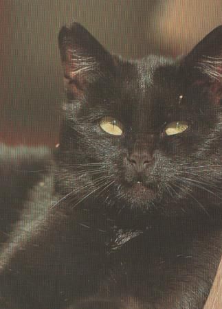 schwarze Katze - 2004 schwarze Katze - 2004