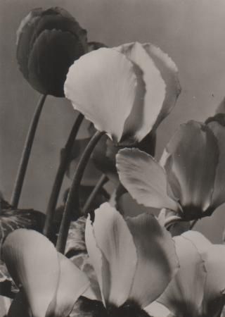 blühende Blumen - 1982 blühende Blumen - 1982