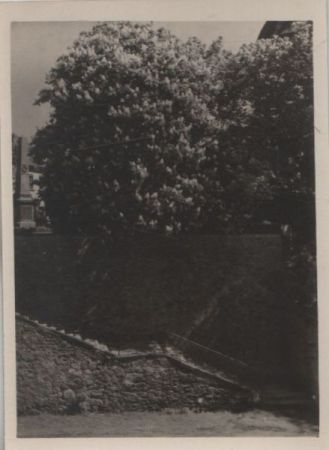 Ein Strauch hinter einer Treppe - ca. 1950 Ein Strauch hinter einer Treppe - ca. 1950