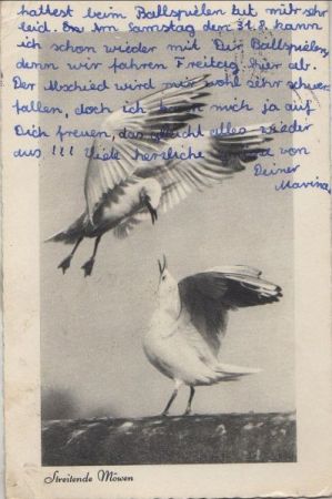Streitende Möwen - 1957 Streitende Möwen - 1957