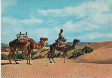 Spanien - Maspalomas - Camellos en las dunas - 1976 Spanien - Maspalomas - Camellos en las dunas - 1976