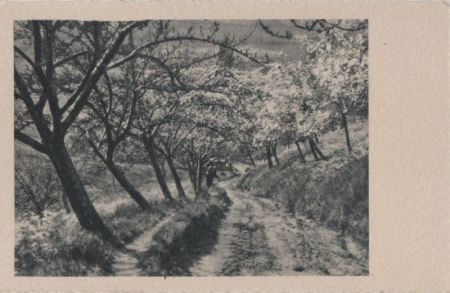 Es blüht am Wegrand - ca. 1955 Es blüht am Wegrand - ca. 1955