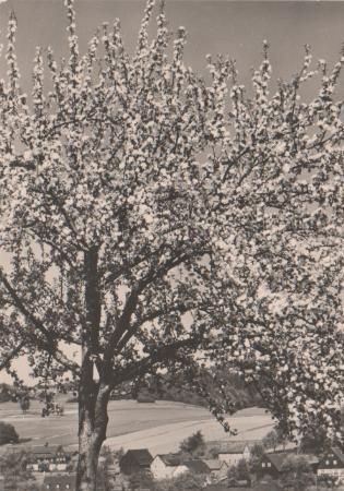 Pfingstgrüße - 1968 Pfingstgrüße - 1968
