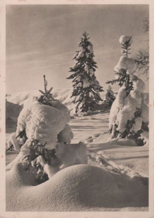 Verschneite Nadelbäume Verschneite Nadelbäume Verschneite Nadelbäume Verschneite Nadelbäume