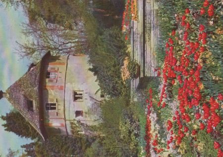 Mainau - Tulpen am alten Wehrturm - 1962 Mainau - Tulpen am alten Wehrturm - 1962
