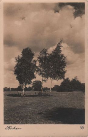 Birken auf Wiese Birken auf Wiese