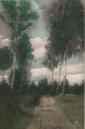 Birken am Weg Birken am Weg