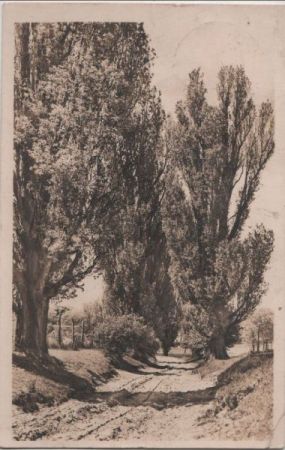 unbefestigter Weg zwischen hohen Bäumen - 1949 unbefestigter Weg zwischen hohen Bäumen - 1949
