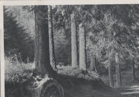 Schierke - Abendsonne im Harz - 1941 Schierke - Abendsonne im Harz - 1941