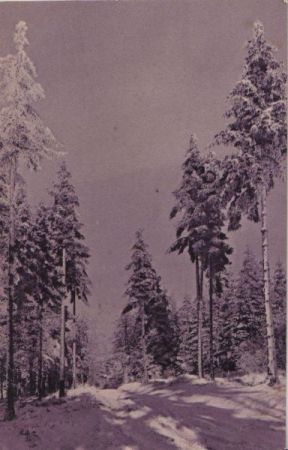 Nadelbäume im Winter - ca. 1935 Nadelbäume im Winter - ca. 1935