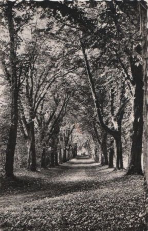 Frankreich - Tigery - Allee des Marronniers - 1963 Frankreich - Tigery - Allee des Marronniers - 1963