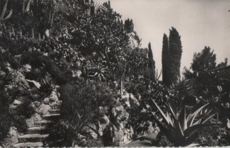 Monaco - Monaco - Jardin Exotique, Allee des aloes - ca. 1955 Monaco - Monaco - Jardin Exotique, Allee des aloes - ca. 1955