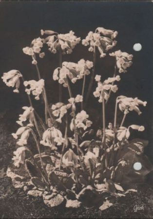 Schlüsselblumen - 1965 Schlüsselblumen - 1965