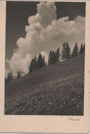 Heimat - Bergwiese Heimat - Bergwiese