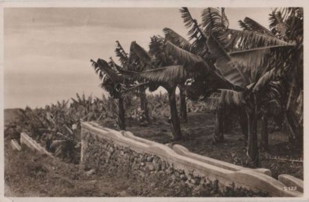 Bananen-Plantage - ca. 1955 Bananen-Plantage - ca. 1955