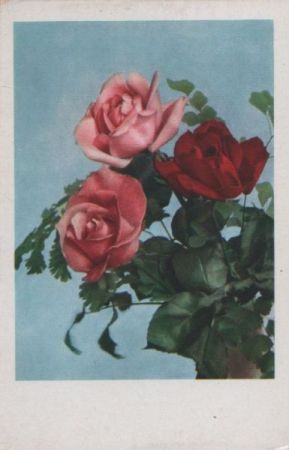 Rosen Rosa und rot Rosen Rosa und rot