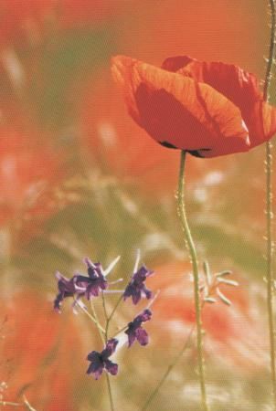 zwei schöne Blumen - 2004 zwei schöne Blumen - 2004