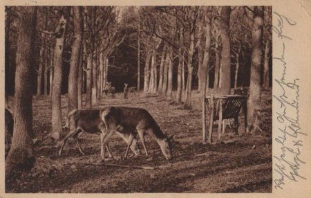 Tiere im Wald - 1933 Tiere im Wald - 1933