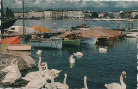 Genf / Genève - Schweiz - Les Cygnes Genf / Genève - Schweiz - Les Cygnes