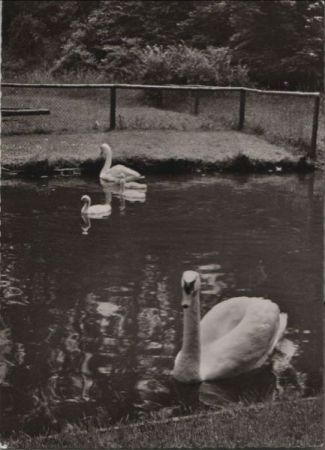 Bad Salzuflen - Am Schwanenteich - 1957 Bad Salzuflen - Am Schwanenteich - 1957