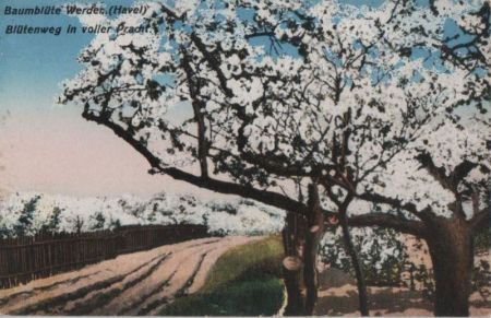 Werder - Baumblüte - ca. 1935 Werder - Baumblüte - ca. 1935