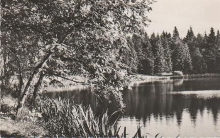Seeufer im Wald - ca. 1965 Seeufer im Wald - ca. 1965