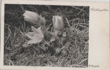 Frühlingsboten - Blumen Frühlingsboten - Blumen