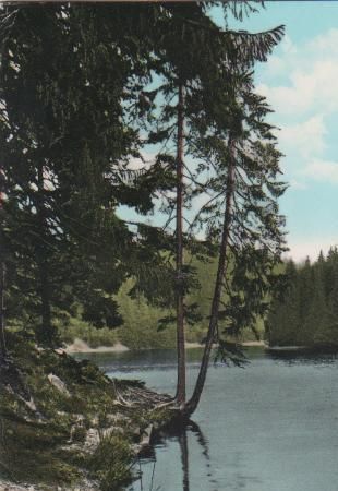 Clausthal-Zellerfeld - Harz - Waldsee im Oberharz - 1968 Clausthal-Zellerfeld - Harz - Waldsee im Oberharz - 1968