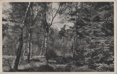 Utrechtse Heuvelrug - Driebergen, het grote bos - 1958 Utrechtse Heuvelrug - Driebergen, het grote bos - 1958