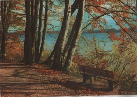 Weg im Wald am Wasser - ca. 1975 Weg im Wald am Wasser - ca. 1975