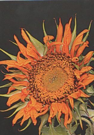 fransige gelbe Blume - 2004 fransige gelbe Blume - 2004