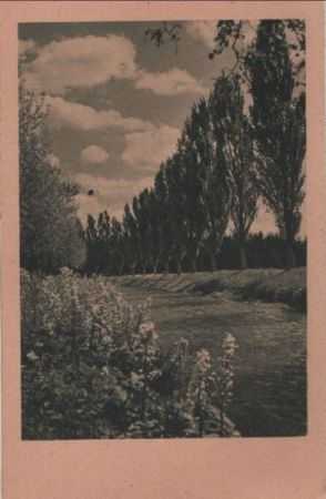 hohe Bäume in einer Reihe - ca. 1950 hohe Bäume in einer Reihe - ca. 1950