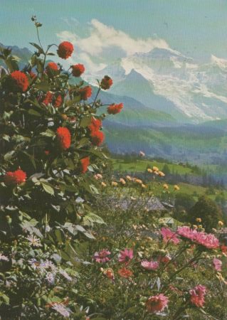 Dahlien und Astern - im Berner Oberland - 1978 Dahlien und Astern - im Berner Oberland - 1978