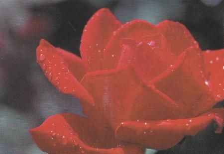 rote Rose - 2004 rote Rose - 2004