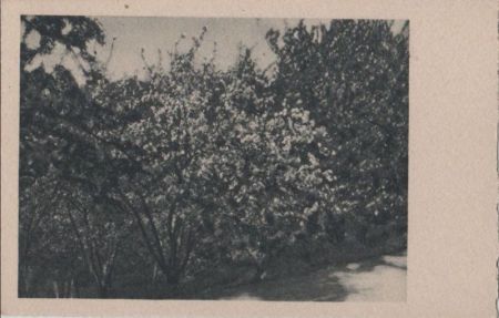 Blühender Strauch in der Sonne - ca. 1955 Blühender Strauch in der Sonne - ca. 1955
