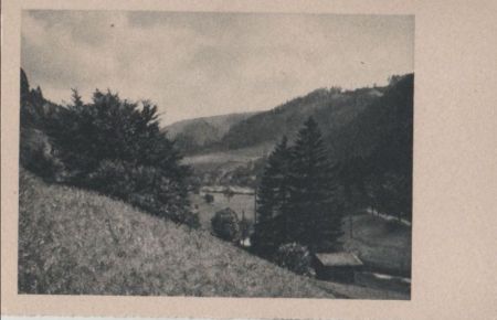 Nadelbäume im Tal - ca. 1955 Nadelbäume im Tal - ca. 1955