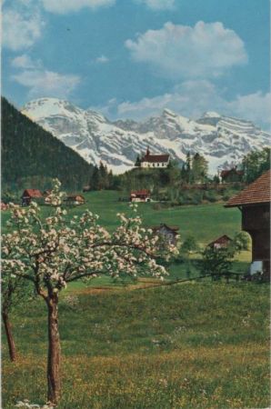 Sachseln, Flüeli-Ranft - Schweiz - blühender Baum Sachseln, Flüeli-Ranft - Schweiz - blühender Baum