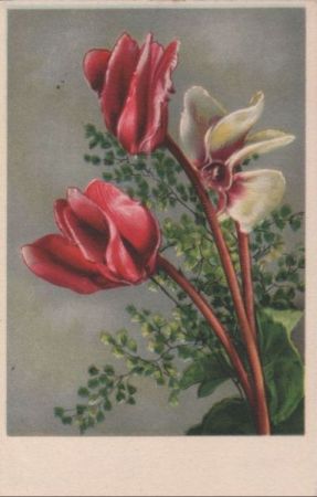 rote und weiße Blumen rote und weiße Blumen