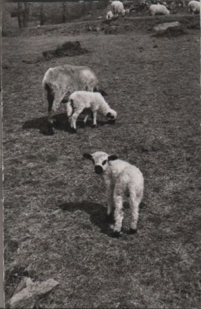 Schafe - Der kleine Neugierige - 1956 Schafe - Der kleine Neugierige - 1956
