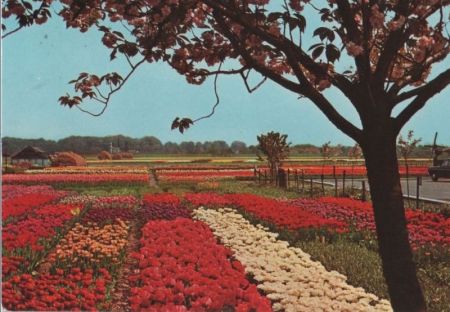 Niederlande - Holland - Bloemenland - 1984 Niederlande - Holland - Bloemenland - 1984