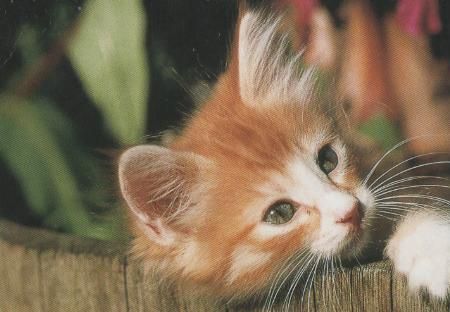 Norwegische Waldkatze - 2004 Norwegische Waldkatze - 2004