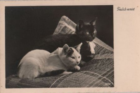 Traulich vereint - zwei Katzen Traulich vereint - zwei Katzen