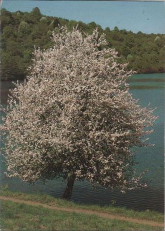 Blühender Baum - 1989 Blühender Baum - 1989