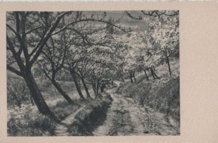 Schräge blühende Bäume - ca. 1955 Schräge blühende Bäume - ca. 1955
