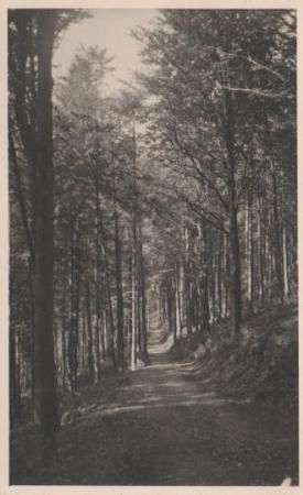 Im Wald - ca. 1955 Im Wald - ca. 1955