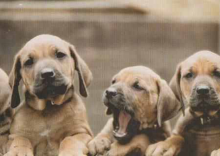 3 tapsige Hunde - 2004 3 tapsige Hunde - 2004